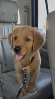 Bilbo, a male Golden Retriever for sale in San Diego, CA – 3 of 6