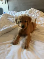 Bilbo, a male Golden Retriever for sale in San Diego, CA – 4 of 6
