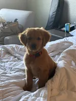 Bilbo, a male Golden Retriever for sale in San Diego, CA – 2 of 6
