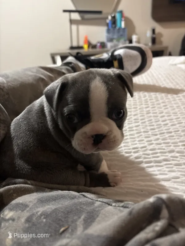 Otis – French Bulldog puppy for sale in Simi Valley, CA