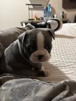 Otis, a male French Bulldog for sale in Simi Valley, CA – 1 of 3