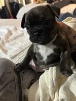 Milo, a male French Bulldog for sale in Simi Valley, CA – 3 of 3