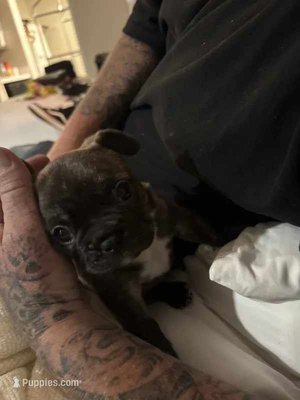 Milo – French Bulldog puppy for sale in Simi Valley, CA