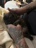 Milo, a male French Bulldog for sale in Simi Valley, CA – 2 of 3