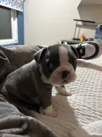 Otis, a male French Bulldog for sale in Simi Valley, CA – 2 of 3
