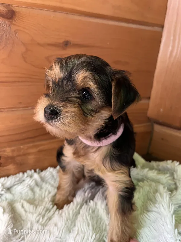 Princess Pink – Yorkshire Terrier puppy for sale in London, KY