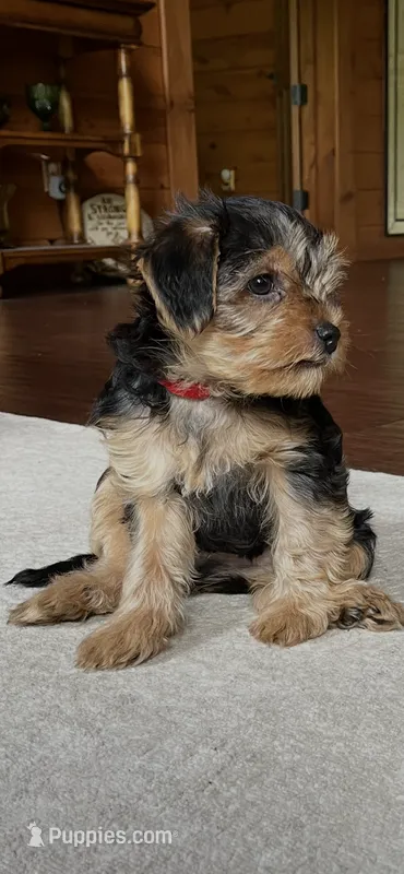 Red – Yorkshire Terrier puppy for sale in London, KY