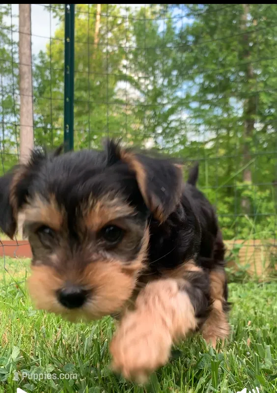 Blue – Yorkshire Terrier puppy for sale in London, KY