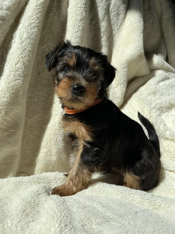 Orange Julius – Yorkshire Terrier puppy for sale in London, KY