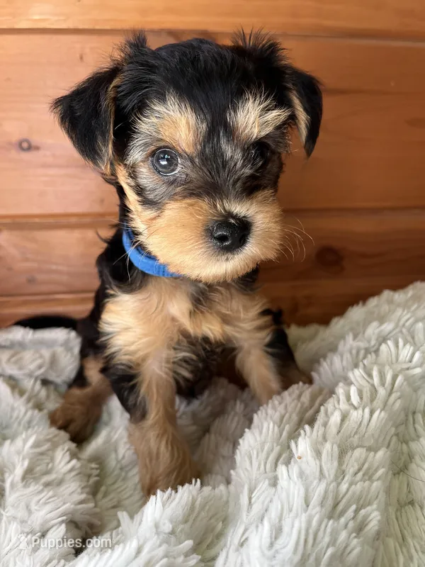 Blue – Yorkshire Terrier puppy for sale in London, KY
