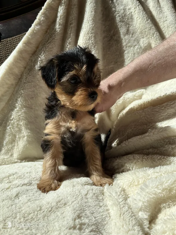 Red – Yorkshire Terrier puppy for sale in London, KY