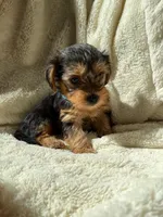 Photo of Little Blue
