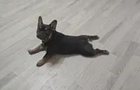 Whiskey, a female French Bulldog for sale in Richmond, VA – Photo 5 of 6