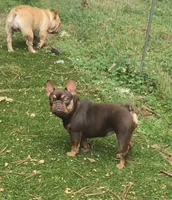 Whiskey, a female French Bulldog for sale in Richmond, VA – Photo 4 of 6