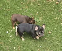 Whiskey, a female French Bulldog for sale in Richmond, VA – Photo 3 of 6