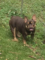 Whiskey, a female French Bulldog for sale in Richmond, VA – Photo 2 of 6