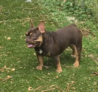 Whiskey, a female French Bulldog for sale in Richmond, VA – Photo 1 of 6