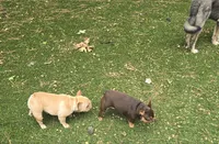 Whiskey, a female French Bulldog for sale in Richmond, VA – Photo 6 of 6