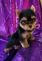 CKC Daisy , a female Yorkshire Terrier for sale in Fort Lauderdale, FL – 4 of 4