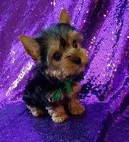 CKC Prince , a male Yorkshire Terrier for sale in Fort Lauderdale, FL – 5 of 6
