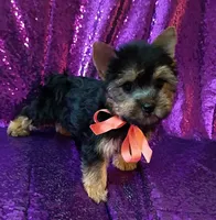 CKC Zoé , a female Yorkshire Terrier for sale in Fort Lauderdale, FL – 2 of 4