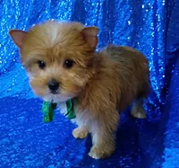 AKC Oliver , a male Yorkshire Terrier for sale in Fort Lauderdale, FL – 3 of 5