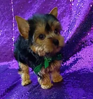 CKC Prince , a male Yorkshire Terrier for sale in Fort Lauderdale, FL – 6 of 6