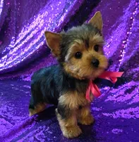 CKC Bella , a female Yorkshire Terrier for sale in Fort Lauderdale, FL – 5 of 7