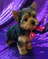 CKC Bella , a female Yorkshire Terrier for sale in Fort Lauderdale, FL – 2 of 7