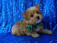 AKC Oliver , a male Yorkshire Terrier for sale in Fort Lauderdale, FL – 5 of 5