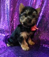 CKC Zoé , a female Yorkshire Terrier for sale in Fort Lauderdale, FL – 4 of 4