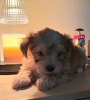 Cooper , a male Morkie for sale in Fort Lauderdale, FL – 2 of 3