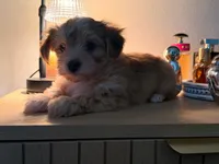 Cooper , a male Morkie for sale in Fort Lauderdale, FL – 3 of 3