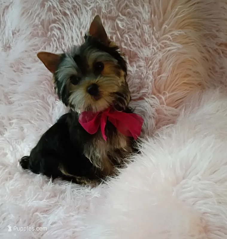 CKC Zoé  – Yorkshire Terrier puppy for sale in Fort Lauderdale, FL