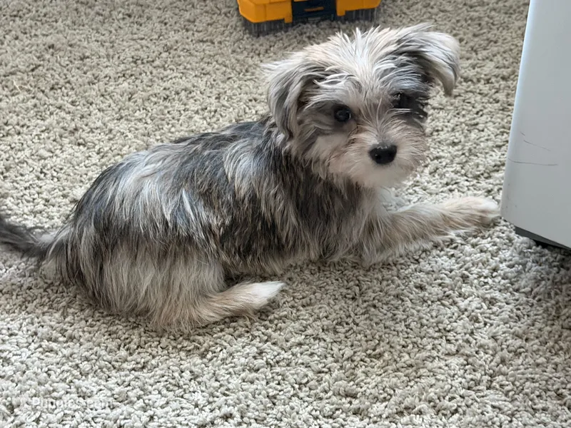 Sebastián  – Morkie puppy for sale in Fort Lauderdale, FL