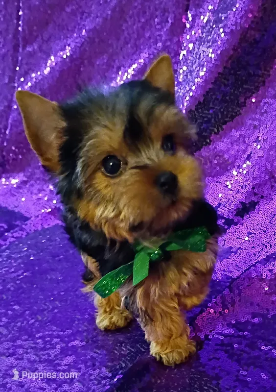 CKC Prince , a male Yorkshire Terrier for sale in Fort Lauderdale, FL – 1 of 6