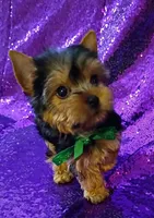 CKC Prince , a male Yorkshire Terrier for sale in Fort Lauderdale, FL – 1 of 6