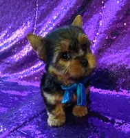 CKC Cooper , a male Yorkshire Terrier for sale in Fort Lauderdale, FL – 2 of 5