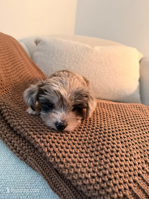 Sebastián  – Morkie puppy for sale in Fort Lauderdale, FL