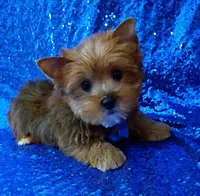 AKC Milo, a male Yorkshire Terrier for sale in Fort Lauderdale, FL – 2 of 5