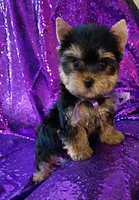 CKC Daisy , a female Yorkshire Terrier for sale in Fort Lauderdale, FL – 3 of 4