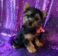 CKC Zoé , a female Yorkshire Terrier for sale in Fort Lauderdale, FL – 3 of 4