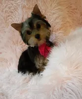 CKC Zoé , a female Yorkshire Terrier for sale in Fort Lauderdale, FL – 7 of 7