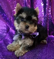CKC Daisy , a female Yorkshire Terrier for sale in Fort Lauderdale, FL – 1 of 4