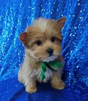 AKC Oliver , a male Yorkshire Terrier for sale in Fort Lauderdale, FL – 2 of 5