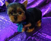 CKC Cooper , a male Yorkshire Terrier for sale in Fort Lauderdale, FL – 4 of 5