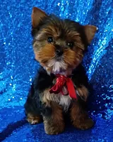 AKC Max , a male Yorkshire Terrier for sale in Fort Lauderdale, FL – 3 of 7