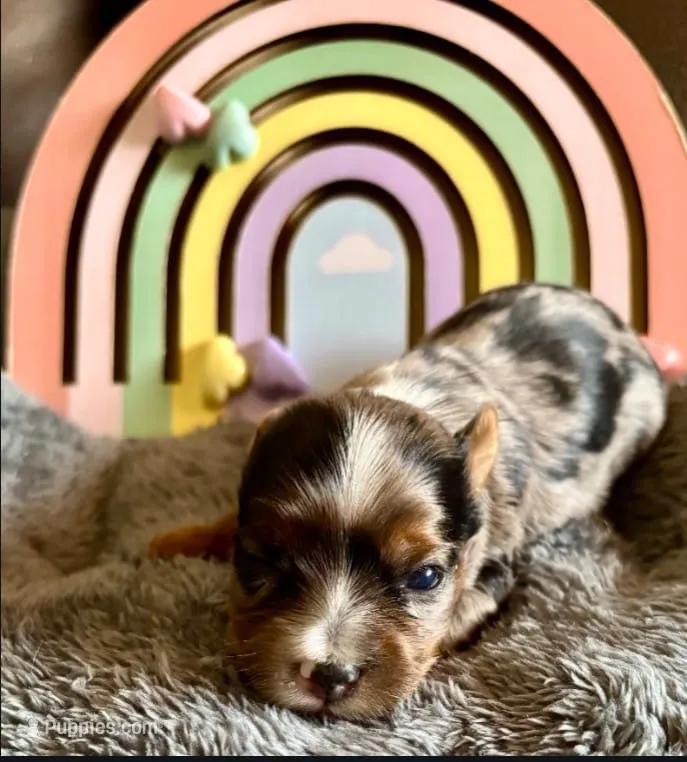 Merle Lily  – Yorkshire Terrier puppy for sale in Fort Lauderdale, FL