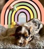 Merle Lily , a female Yorkshire Terrier for sale in Fort Lauderdale, FL – 1 of 4