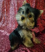 CKC Zoé , a female Yorkshire Terrier for sale in Fort Lauderdale, FL – 3 of 4